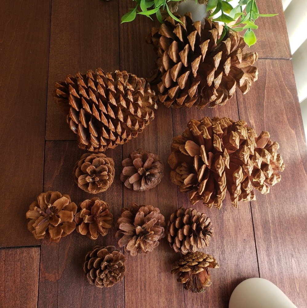 Big bear pine cones